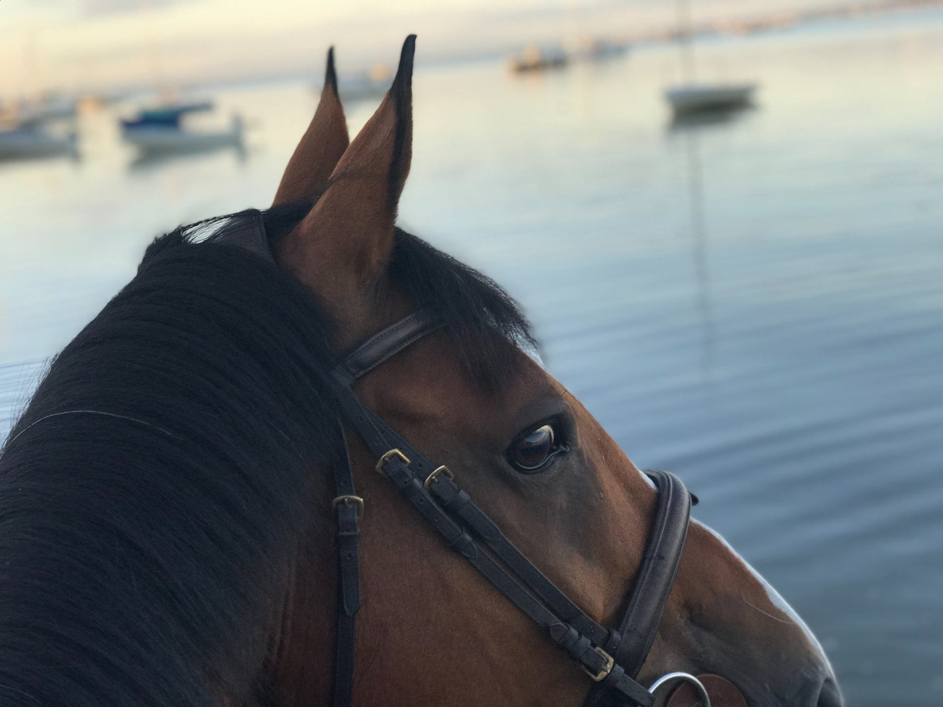 Regard du cheval